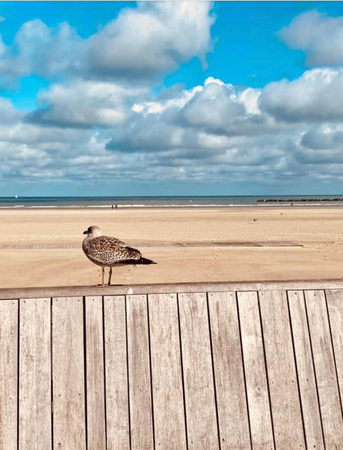 Sur La De Malo Les Bains Vue Appartement